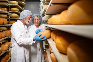 Deneyimli gıda teknolojileri uzmanları peynir kalitesini ve olgunlaşma durumunu denetliyor..