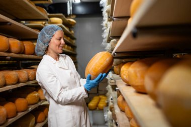 Yiyecek fabrikası işçisi peynir kalitesini inceliyor. Olgunlaşma süreci ve sertlik kontrol ediliyor.