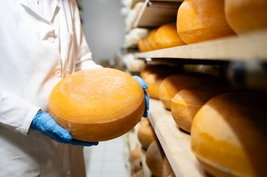 Kaliteli peynir üretimi. Depoda duran ve elinde peynir tekeri tutan bir işçi..