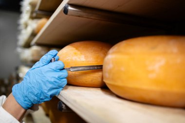 Kaliteli peynir ürünü üretimi. Kalite kontrolü için peynir örnekleri alınıyor.