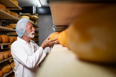 Tecrübeli bir son sınıf öğrencisi rafa peynir tekerleği koyuyor. Süt ürünlerinin üretimi.