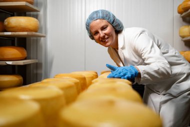 Sevgiyle lezzetli peynir yapmak. Peynir fabrikası işçisi, peynir tekerlerinin yapısını ve olgunlaşma durumunu kontrol ediyor..