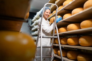 Peynir üretimi. Merdivenlerdeki kadın işçi raflardaki peynir tekerlerini kontrol ediyor..