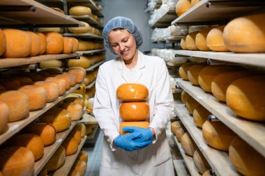 Olgunlaşma süreci için peynir tekerleği taşıyan kadın fabrika işçisi..