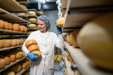Raflardaki peynir çarklarını düzenleyen kadın işçi kurumaya ve olgunlaşmaya hazır..