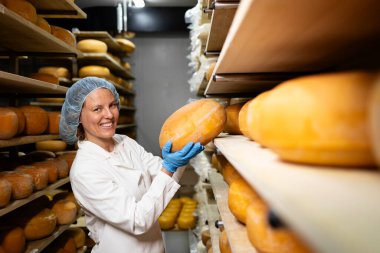 Kaliteli peynir yapmanın geleneksel yolu. Yüksek kaliteli peynirin üretimi.