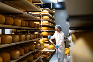 Peynir üreticisi ya da mandıra işçisi peynir kalitesini kontrol ediyor..