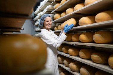 Kaliteli peynir yapmanın geleneksel yolu. Yüksek kaliteli peynirin üretimi.