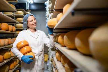 Kaliteli peynir yapmanın geleneksel yolu. Yüksek kaliteli peynirin üretimi.