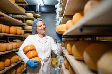 Birinci kalite peynir çarkı üretimi. Yiyecek depolama işçisi yaşlanma süreci için raflarda peynir tekerlekleri taşıyor ve düzenliyor.