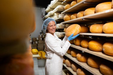 Süt ürünleri fabrikasında peynir kalitesini kontrol etmek. Gıda teknisyeni olgun depolama odasında peynir tekerleklerinin kalitesini kontrol ediyor.
