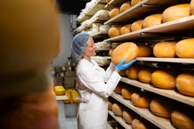 Kaliteli peynir yapmanın geleneksel yolu. Yüksek kaliteli peynirin üretimi.