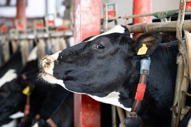 Mandıra çiftliği ve inek ahırında duran ineği yakından görmek.