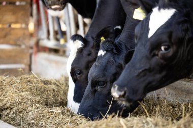 Sığır çiftliği ve sığır ahırında yemek yiyen bir sürü inek..