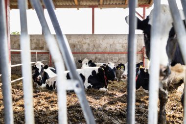 Bir grup inek çiftlikte dinleniyor..