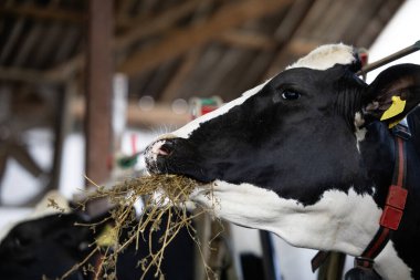 Holstein ineğinin çiftlikteki sığır ahırında durup yemek yemesini yakından izleyin..