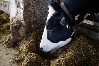 Holstein ineğinin çiftlikteki sığır ahırında durup yemek yemesini yakından izleyin..
