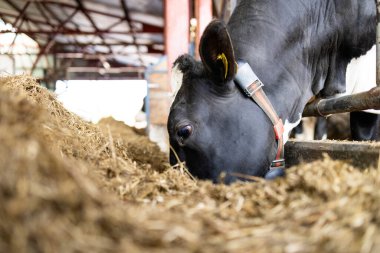 Dananın Holstein ineği çiftlikteki sığır ahırında duruyor ve yiyor.