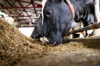 Dananın Holstein ineği çiftlikteki sığır ahırında duruyor ve yiyor.