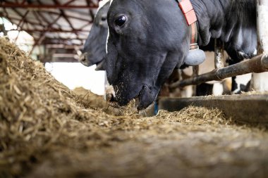 Dananın Holstein ineği çiftlikteki sığır ahırında duruyor ve yiyor.