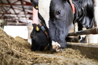 Holstein ineği sığır çiftliğinde duruyor ve yemek yiyor..