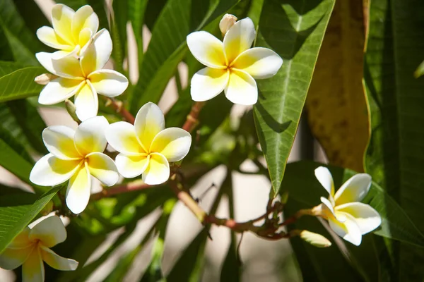 stock image In the Baha'i Garden, in Haifa, Plumeria or Frangipani blossoms and smells delicately. This plant comes from the New World - America.