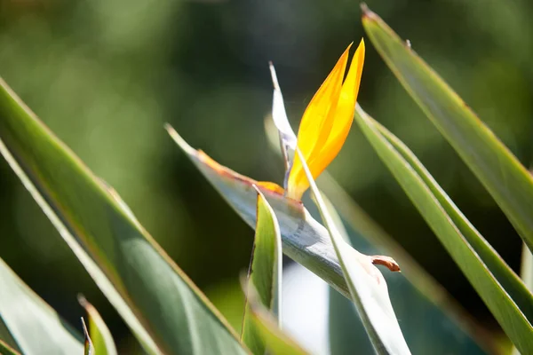 Strelitzia Boccioli Reali Fiore Arancione Brillante Simile Alla Testa Uccello — Foto Stock