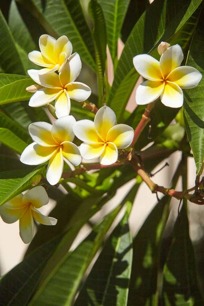 바하이 에서는 메리아 피우고 냄새를 풍긴다 식물은 아메리카 대륙에서 나온다 — 스톡 사진