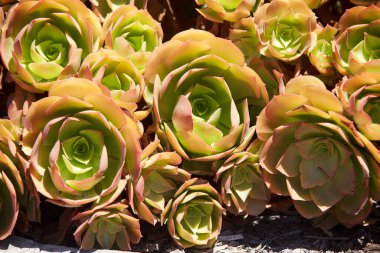 Aeonium arboreum 'Blushing Beauty' is genus of succulent plants that resemble fancy roses on thick stem. They are unpretentious, able to do without watering for long time. Background clipart