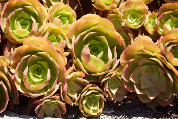 stock image Aeonium arboreum 'Blushing Beauty' is genus of succulent plants that resemble fancy roses on thick stem. They are unpretentious, able to do without watering for long time. Background