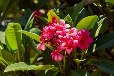 Plumeria Rubra veya kırmızı yasemin. Pocynaceae, köpek ailesi. Diğer isimler: yaygın frangipani, plumeria, kırmızı paucipan, frangipani, kırmızı frangipani veya tapınak ağacı. Tarım: Bahçe ağacı veya bitki