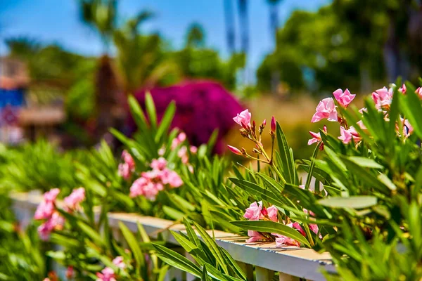 Picturesque View Delicate Pink Oleander Flowers Sunny Day Blooming Oleander — Stock Photo, Image