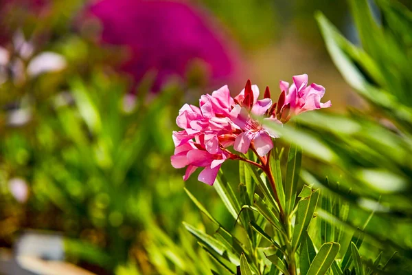 在阳光灿烂的日子里 美丽的粉色油菜花尽收眼底 开着花的油菜花灌木 绿色上缀满了粉红色的花朵 — 图库照片