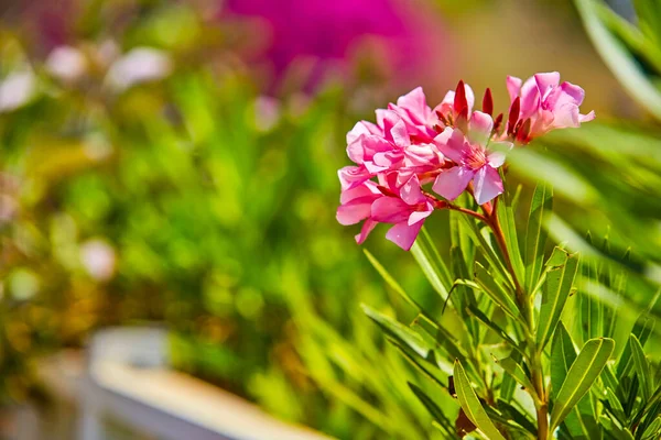 Malowniczy Widok Delikatnego Różu Oleander Kwiaty Słoneczny Dzień Kwitnący Krzew — Zdjęcie stockowe