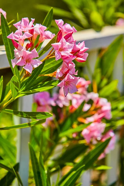 Мальовничий Вид Ніжні Рожеві Квіти Олеандр Сонячний День Квітучий Кущ — стокове фото