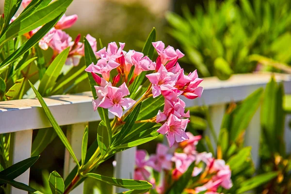 Festői Kilátás Nyílik Finom Rózsaszín Oleander Virágok Egy Napsütéses Nap — Stock Fotó
