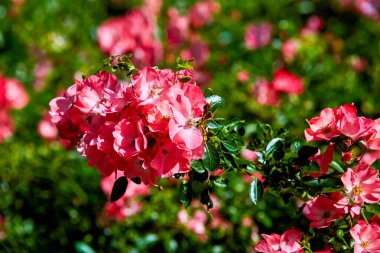 Çiçekli halı, mercan gülü. Parlak, hafif dalgalı mercan çiçekleriyle kolay bir yer örtüsü. Kendi kendini temizleyen çiçekler daha sıcak iklimlerde yılın 10 ayına kadar sürekli çiçek açarlar.