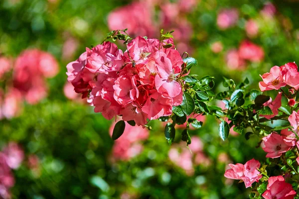 Virág Szőnyeg Coral Rose Könnyen Ápolható Alapozó Fényes Enyhén Fodros — Stock Fotó