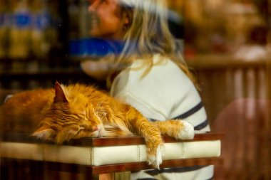 Krakow Polonya 8 Ağustos 2022: Kedi kafesi Kocia Kawiarnia Kociarnia 'nın vitrini. Kedilerin barınaktan alındığı eşsiz bir kafe. Bu hayvanlar evlerine götürülebilir..