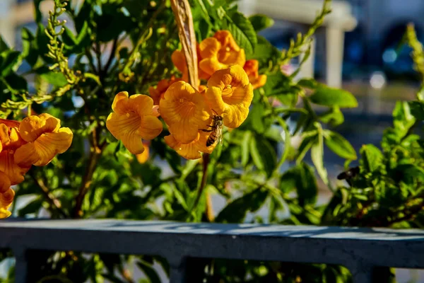 정원에서 수있는 식물이다 오렌지 주빌리 오렌지 주빌리 에스페란자 오랜게 오렌지 — 스톡 사진