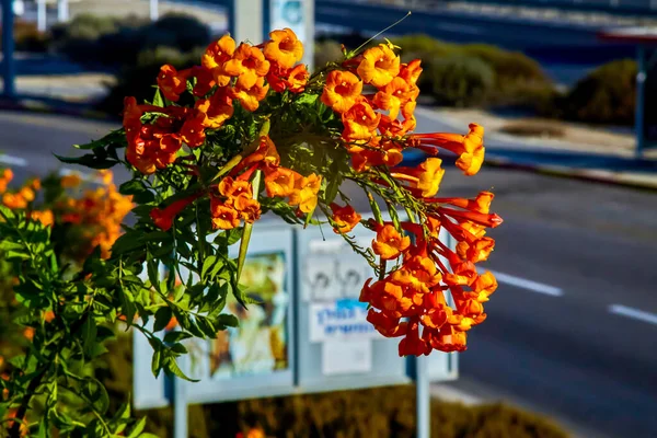 Tecoma Capensis Excellent Plant Use Wildlife Garden Orange Jubilee Orange — Stock Photo, Image