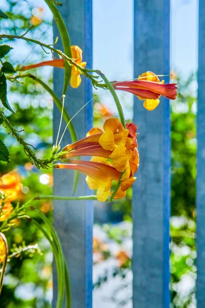 Tecoma Capensis Una Planta Excelente Para Usar Jardín Vida Silvestre —  Fotos de Stock