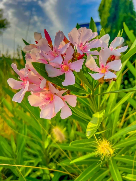 Genere Nerium Oleander Alsazia Cioè Oleandro Comune Ampiamente Utilizzato Nella — Foto Stock