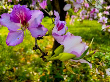 Bauhinia - bauginia, bohinia ya da orkide ağacı. Bauhinia çiçekleri görünüşte orkidelere benzer. Bauhinia, baklagiller familyasından güzel bir ağaçtır.