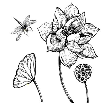 Lotus ile grafiksel baskı. Vektör çizimi. Elle çizimler.