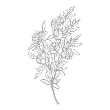  Myrtle.Vektör. El çizimi botanik çizimi. Çizim.