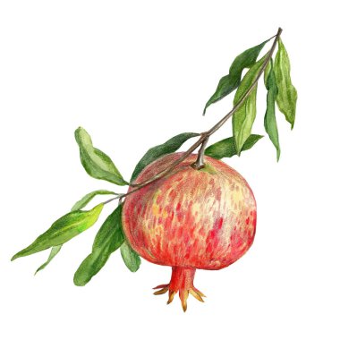 Nar 'ın botanik el çizimi. 