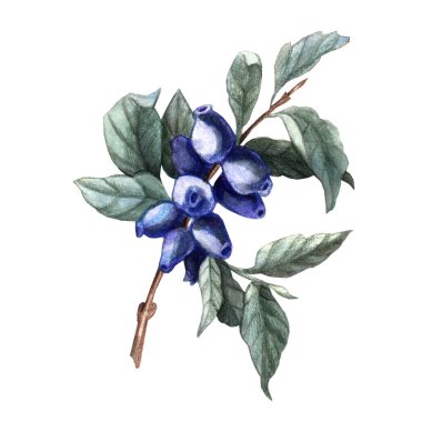 Suluboya çizimi Honeysuchie. Botanik illüstrasyon.