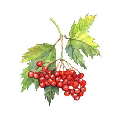 Suluboya Viburnum. Botanik illüstrasyon. 