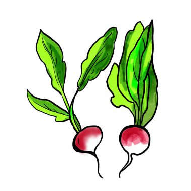 Parlak turplar. Sebze. Dijital illüstrasyon.